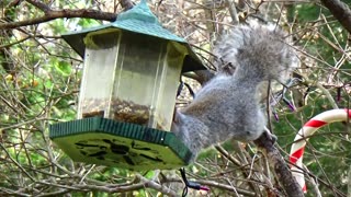 Gray Squirrel