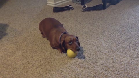 Defensive Dachshund Doesn't Like To Share