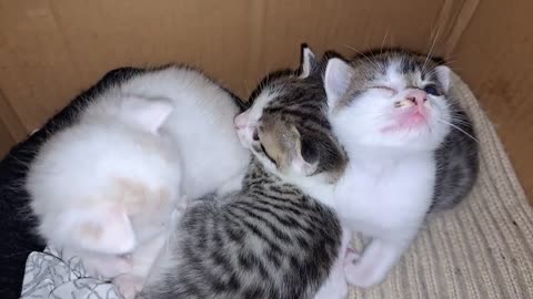Baby kittens play with each other. Interesting and funny kittens 🥰