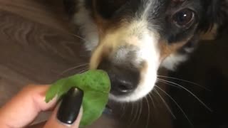 Black dog getting fed green leaf