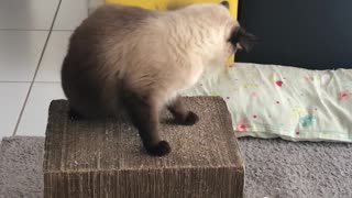 Playful cat disturbing his brother's rest