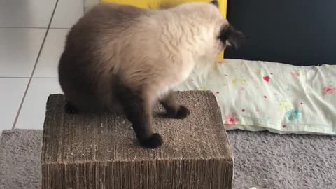 Playful cat disturbing his brother's rest