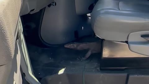 Monitor Lizard Stow Away Found in Vehicle