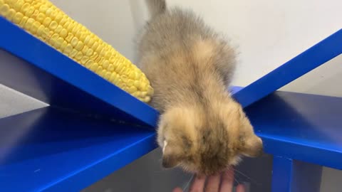 Kitten Vs Corn #8