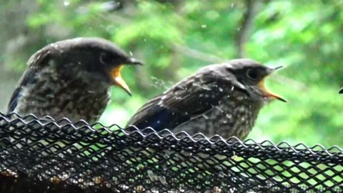 Bluebirds Feeding