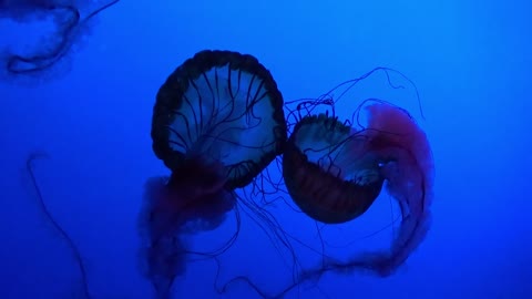 Jelly fish Swimming