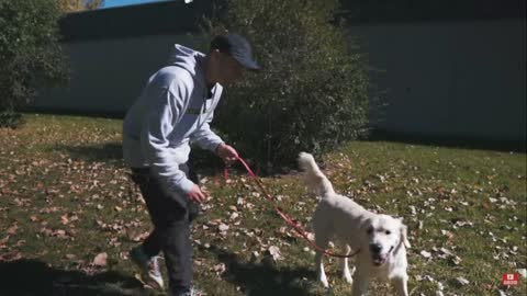 THIS DOG WAS A NIGHTMARE ON THE LEASH UNTIL...