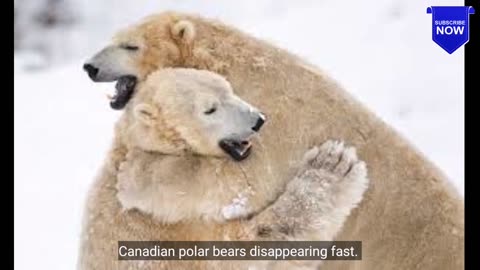 Canadian polar bears disappearing fast