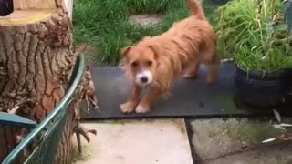 Doggo Wipes His Feet Before Entering Home