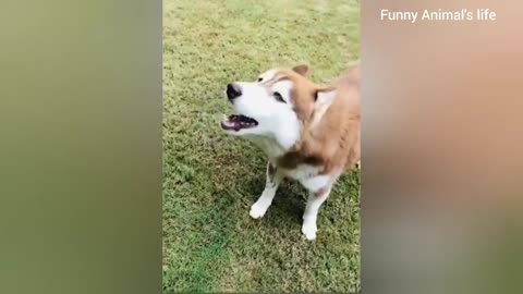 Funniest Animals 2023 😂 Funny Cats and Dogs 🐱🐶 | Funny Animal Videos 2023