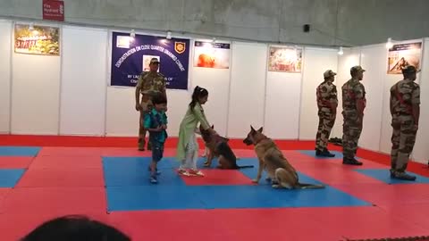 Cif dog training