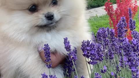 White puppy in the garden