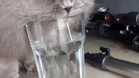 Cat Drinks From A Cup 🙀 😹