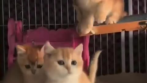 Three cute little guys playing together