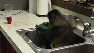 Monkey Keeping the Sink Clean