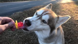 Husky Enjoys A Lollipop
