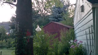 Cicadas in the Pin Oak