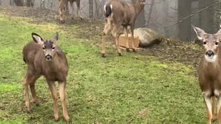 Friendly Neighborhood Deer Love to Loiter