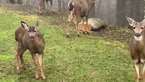 Friendly Neighborhood Deer Love to Loiter