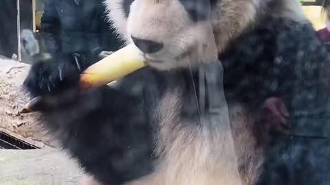 Cute panda is eating bamboo shoots