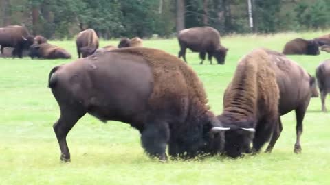 Fighting Bison Bulls at Custer State Park