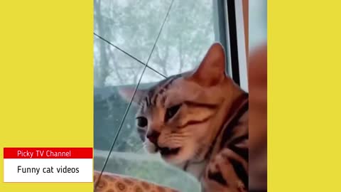 These cute and funny videos about cats, 2021