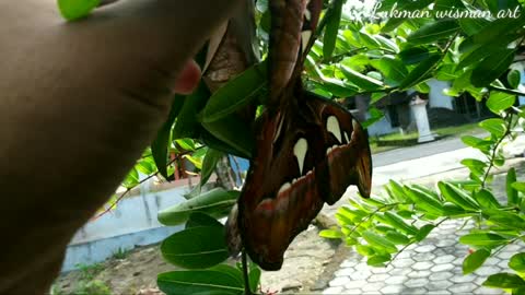 The discovery of a giant butterfly or elephant butterfly that is already rare 6