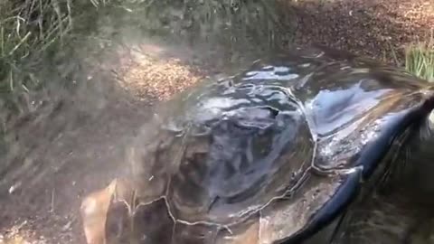 Tortoise Takes a Shower