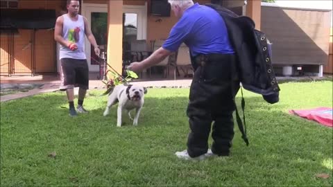 How To Train Dog Become Fully Aggressive With Few Simple Tips