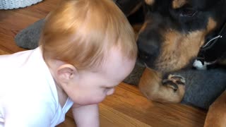 Dog and Little Boy are Best Buds