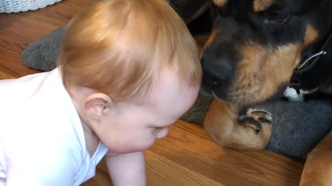 Dog and Little Boy are Best Buds