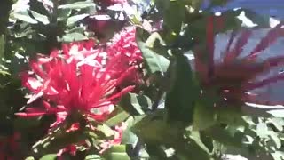 Linda flor ixora rosa próxima da praia, tem muitos espinhos! [Nature & Animals]