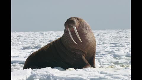 Walrus sound effects copyright free