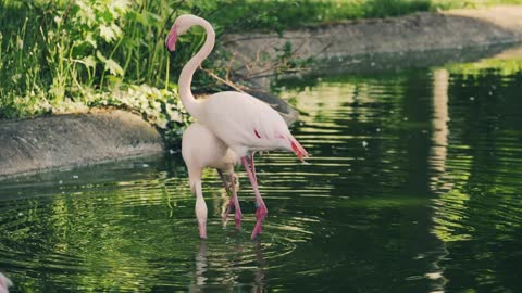 Beautiful flamingo bird swims in the water