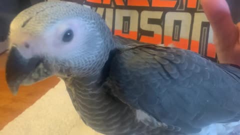 Congo African Grey