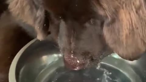 Silly dog blowing bubbles in the water bowl