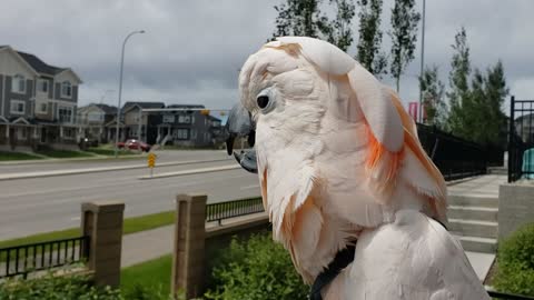 Identity crisis: Cockatoo thinks he is a chicken