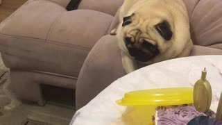 Protective Pug Guards the Cake