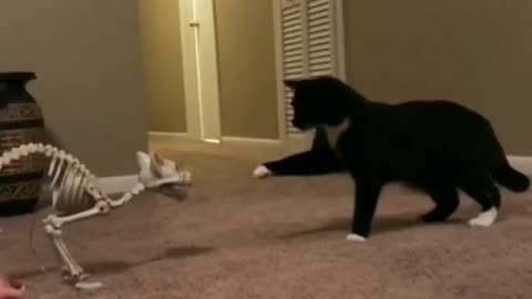 Really funny cats video, you can enjoy....