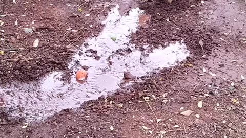 Ditch-Digging Puppy Helps With Washing the Car