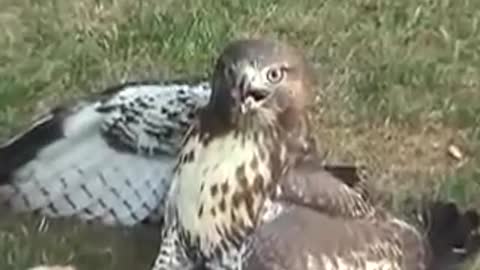 Red Tail Hawk Catches a Squirrel