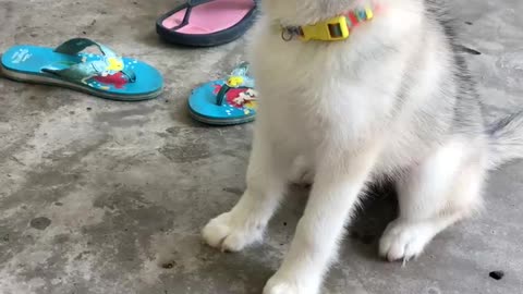 Puppy Husky is Learnings How to Wait for Orders.