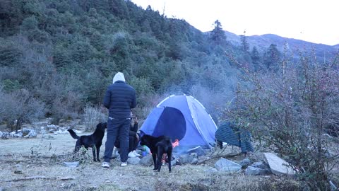 Our friends Dogs wake up for us all night