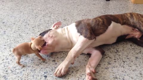 Cute little chihuahua puppy taunts the dozing American bulldog.