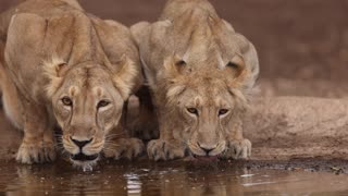 Lion and cub drinking water in Slow Motion 4K