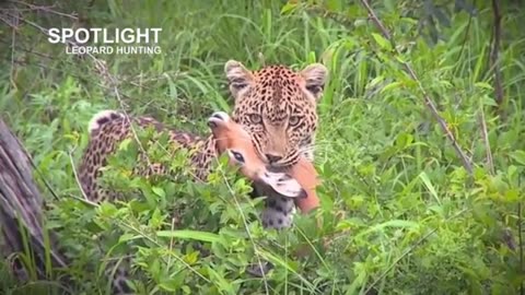 Safari Live Videos--Hunting- Part 4 of 4- How Leopards Hunt
