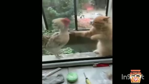 Funny animals, cute pets, funny pets, cute dog's and pets