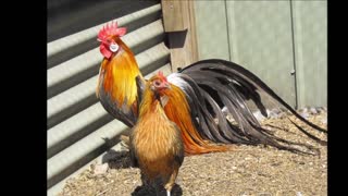 Top 10 Most Strange Chicken Breeds Video