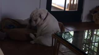 White dog trying to scratch his ear but he cannot reach