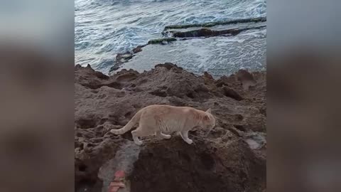 Cat in the sea☺️